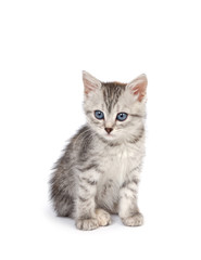 Fototapeta premium Szary kotek na białym tle