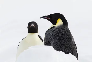 Zelfklevend Fotobehang A pair of emperor penguins © IzzetNoyan