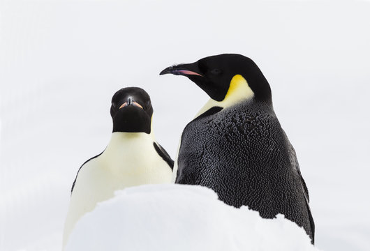 A pair of emperor penguins