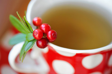 Cowberry (Vaccinium vitis-idaea) tea