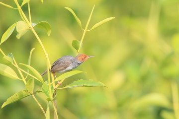 Ashy Tailorbird (Orthotomus ruficeps)