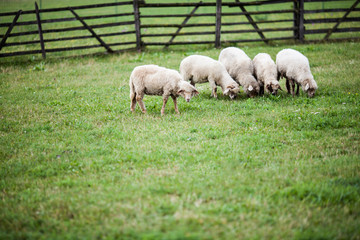 Grazing lambs in the garden