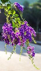 Duranta erecta purple flowers bloom beautifully in the garden