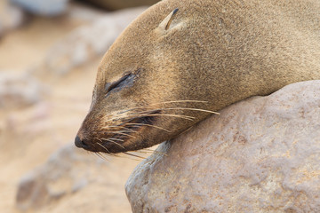 Naklejka premium Cape fur seal (Arctocephalus pusillus)
