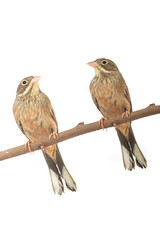 Reed Bunting