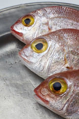 Fresh fish, red snapper