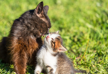 Obraz premium Kitten