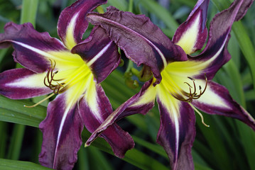 Kwiat - Liliowiec - Macro © ellaa44