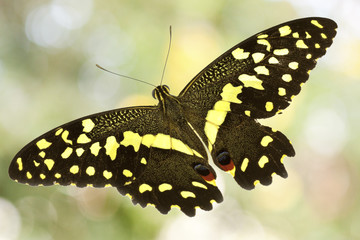 papillon, ailes d&eacute;ploy&eacute;es