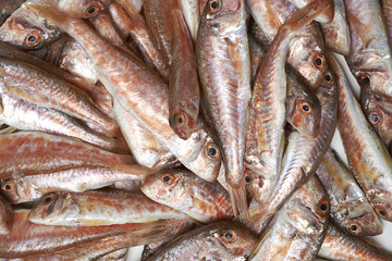 Obraz premium Fresh fish, mullet