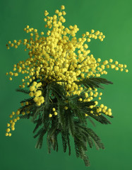Mimosa Acacia Dealbata