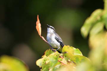 Ryukyu Minivet