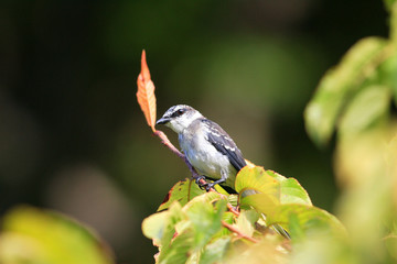 Ryukyu Minivet