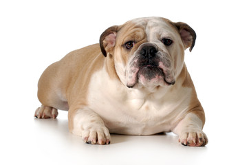 Obraz premium english bulldog