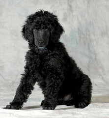 poodle puppy