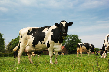 Schwarzbunte Kuh auf der grünen Weide