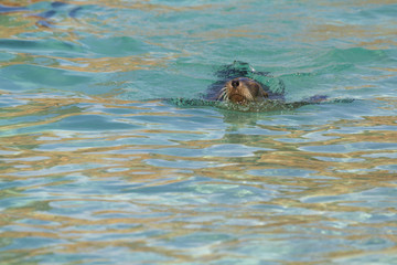 Fototapeta premium Sea Lion