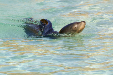 Fototapeta premium Sea Lion