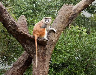 Patas Monkey (Erythrocebus patas)