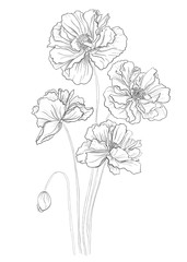 Flower hand drawn poppies
