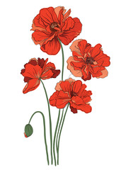 Red poppies isolated on a white background