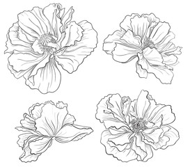 Flower hand drawn poppy