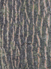 Tree Bark Texture