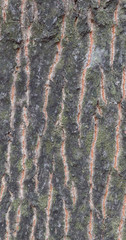 Tree Bark Texture