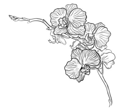 Orchid flower hand drawn vector