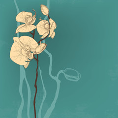 Orchid flower greeting card © Danussa