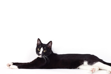 Black cat on white background