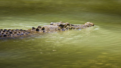 Crocodile d& 39 eau salée nageant