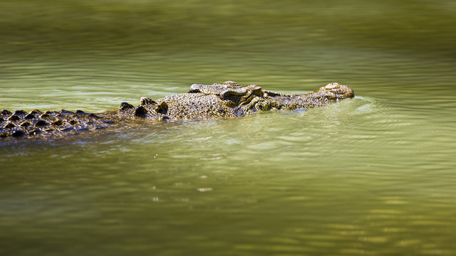 Saltwater crocodile swimming