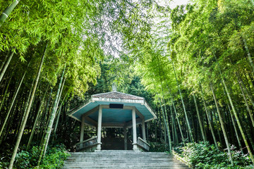 Naklejka premium Bamboo forest background
