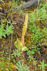 Saxifrage. Sparse vegetation of Yakutia.