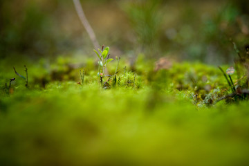 forest plants