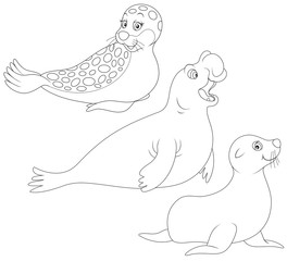 seal, sea bear and sea elephant