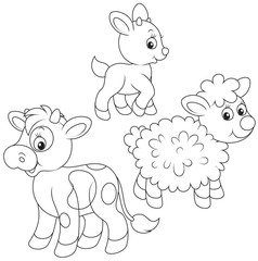 kid, calf and lamb