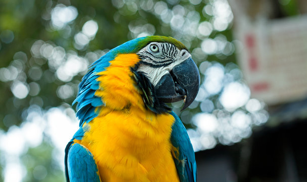 Ara Macaw parrot