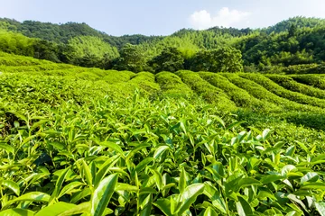 Keuken spatwand met foto Green tea garden on the hill,China south © 06photo