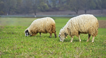 Obraz na płótnie Canvas Herd of sheep on a mountain pasture