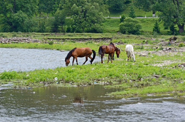 Obraz premium Horse on a background of mountain