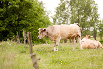 Cows grazing in a field