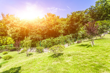 Green plants with sunlight