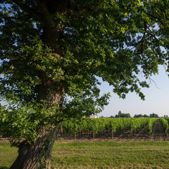 Tree in vineyards in the sunshine