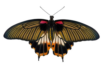 Top view of female yellow body Great mormon Butterfly