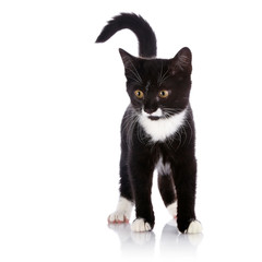 The black and white kitten costs on a white background.