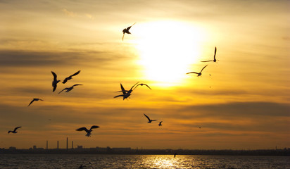 Sunset. Birds silhouettes and sun