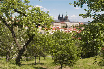 Fototapeta na wymiar Prague - st. Vitus cathedral and castle form Petrin hill