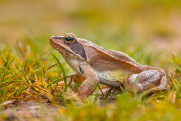 Profile Image of Agile Frog (Rana dalmatina)